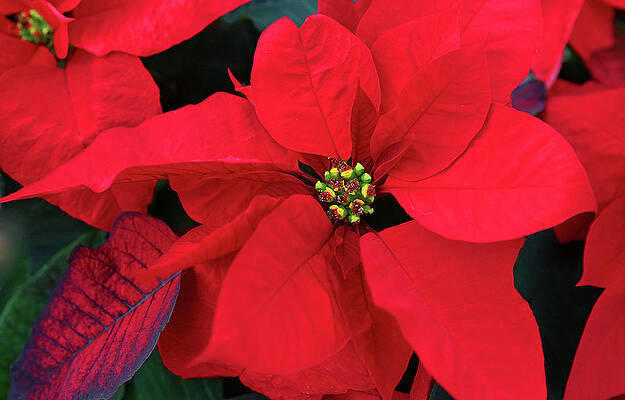 Photograph - Poinsettia by Gina Fitzhugh