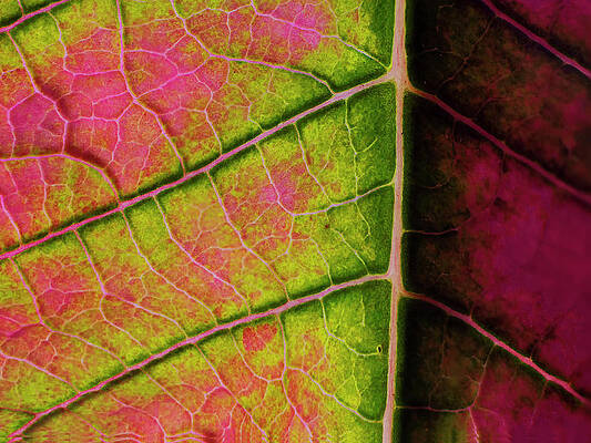 Colorful Photograph - Poinsettia Leaf Closeup by Charles Floyd
