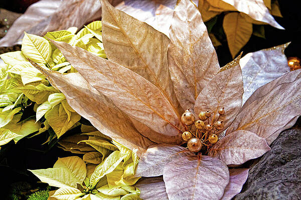 Wall Art featuring the photograph Poinsettia Winter Decoration by Tatiana Travelways