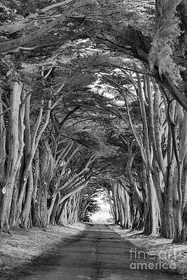 Wilderness Wall Art featuring the photograph Point Reyes Cypress Tunnel Portrait Black And White by Adam Jewell