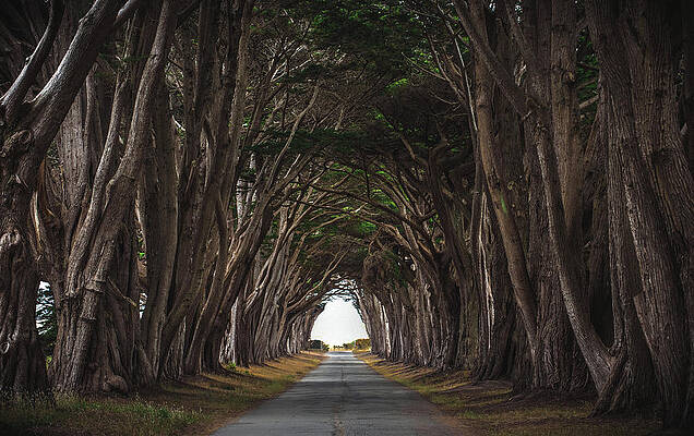 Beautiful Photograph - Point Reyes Tree Tunnel Light, California by Abbie Warnock