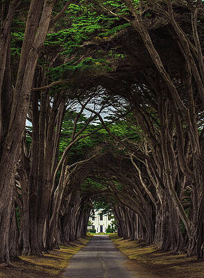 Wall Art featuring the photograph Point Reyes Tree Tunnel To Building, California - Vertical by Abbie Warnock
