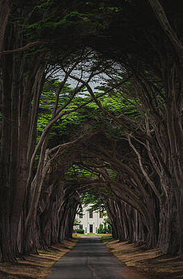 Beautiful Photograph - Point Reyes Tree Tunnel To Building Closeup, California - Vertical by Abbie Warnock