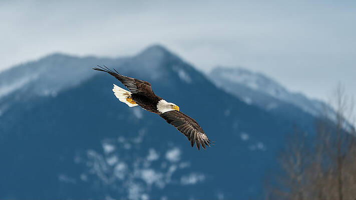 Poise and Grace by Chris Allmendinger