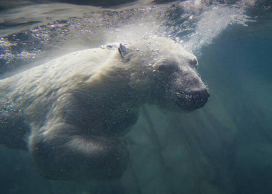 Polar Bear Swimming Underwater Wall Art