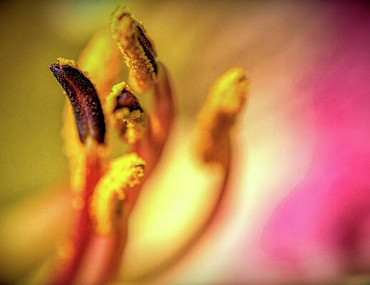 Photograph - Pollenated Stamen by Robert Allen Hill