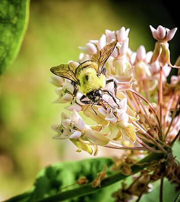 Wall Art featuring the photograph Pollinating Bee by Steven Nelson