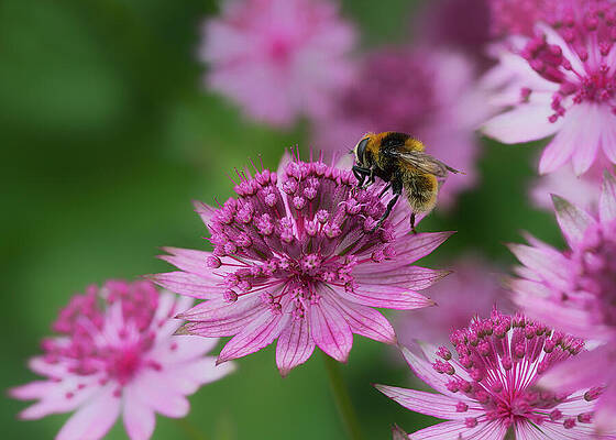 Bee on Pink Astrantia Flowers Wall Art