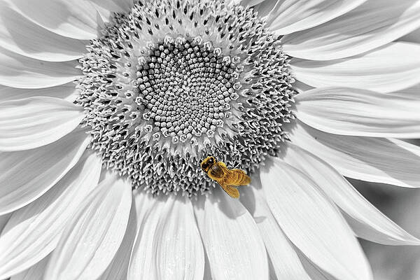 Beautiful Photograph - Pollinator by Todd Wilkinson