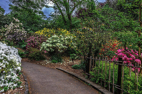 Flower Photograph - Polychromatic Pathway by Tim Lyden