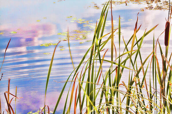 Wall Art featuring the photograph Pond Inspiring Serenity by Tatiana Travelways
