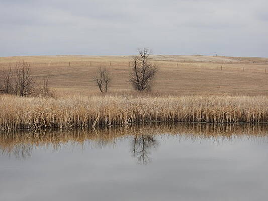 Photograph - Pond Reflection by Amanda R Wright