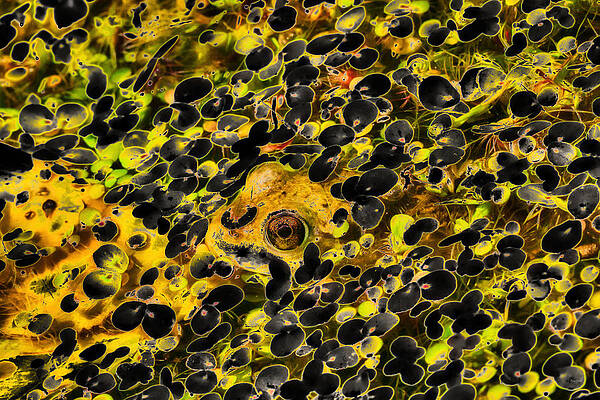 Wall Art featuring the photograph Pond With A Frog by Bruce Block