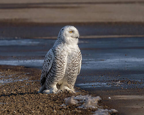 Large Photograph - Pondering by James Overesch