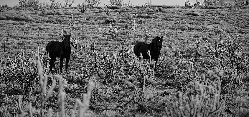 Wall Art featuring the photograph Ponies And Ice-Black And White by Steve Templeton