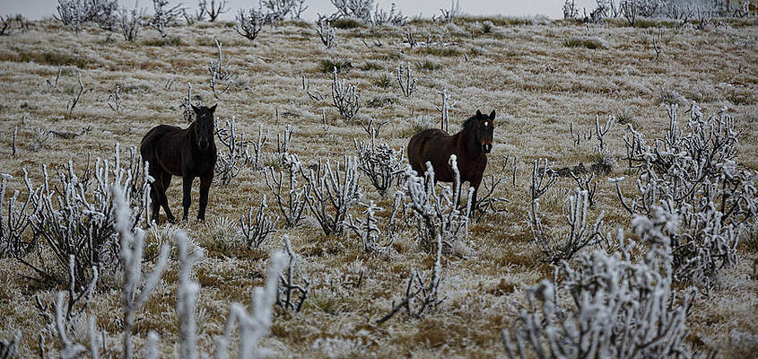 Wall Art featuring the photograph Ponies And Ice by Steve Templeton