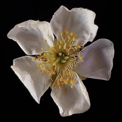 Wildflower Photograph - Ponil by Joy Garso