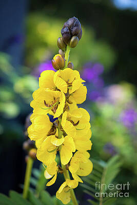 Garden Photograph - Popcorn Cassia 'Senna Didymobotrya' by Abigail Diane Photography