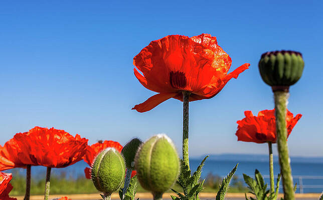 Photograph - Poppies Along The Waterfront Edmonds Washington by Tommy Farnsworth