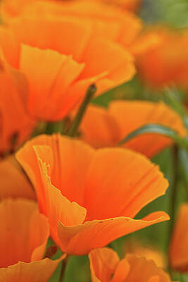 Wildflower Photograph - Poppies by Bob Falcone