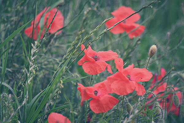 Wall Art featuring the photograph Poppies In A Field by Andrew Lalchan
