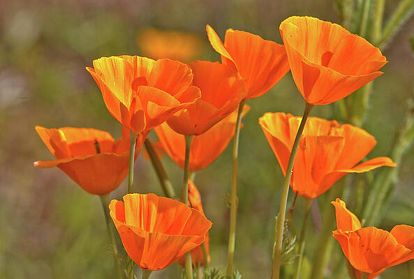 Arizona Photograph - Poppy Bouquet by Bob Falcone