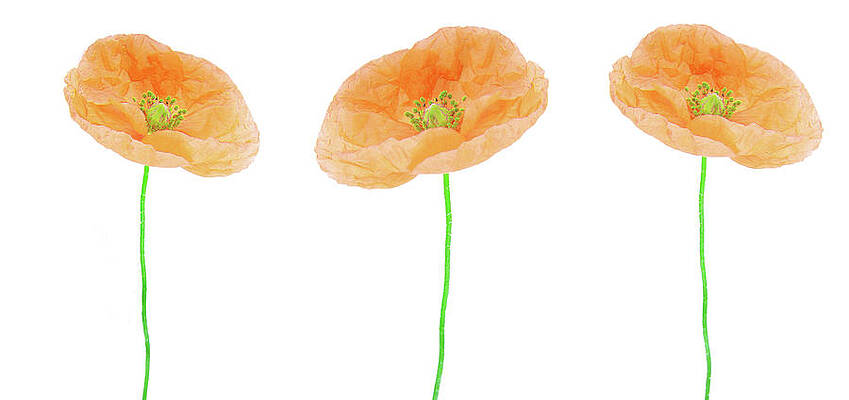 Summer Wall Art featuring the photograph Poppy Flowers Isolated On White by Severija Kirilovaite