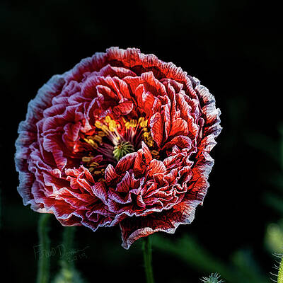 Wall Art featuring the photograph Poppy by Fred Denner