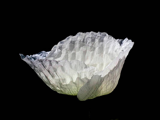 Wall Art featuring the photograph Poppy Light by Joe Schofield