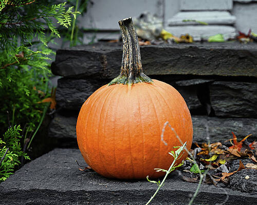 Wall Art featuring the photograph Porch Pumpkin by Steven Nelson
