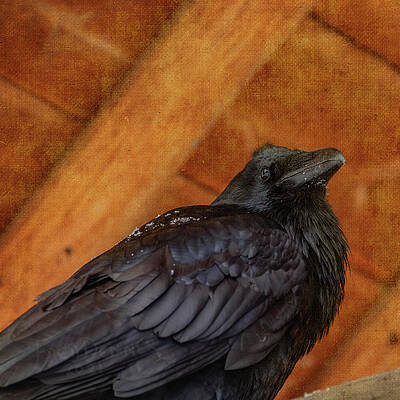 PORCH RAVEN by Fred Denner