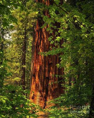 Outdoors Wall Art featuring the photograph Portal To The Wilderness by Abigail Diane Photography