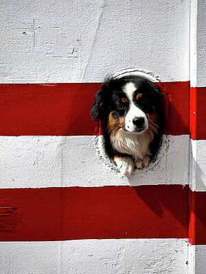 Wall Art featuring the photograph Porthole Pup by Mary Lee Dereske
