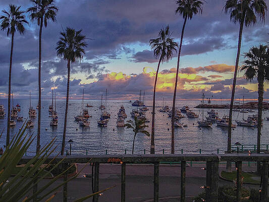 Tree Photograph - Portofino Inn, Avalon Harbor Balcony Sunset by Bonnie Colgan