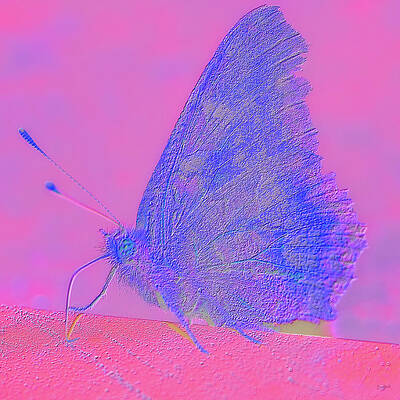 Butterfly Photograph - Portrait Of A Butterfly by Bruce Block