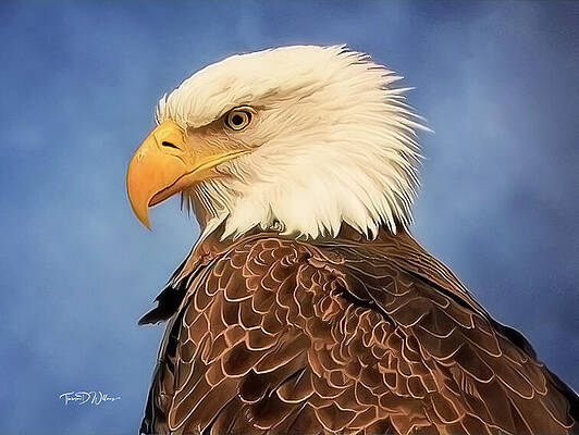 Sky Photograph - Portrait Of A Female Eagle by Theresa D Williams Smoky Mountains