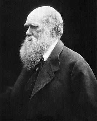 Photograph - Portrait Of Charles Darwin by The Luxury Art Collection