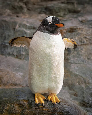 Gentoo Penguin on Rocky Terrain Photograph