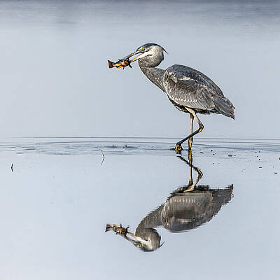 Nature Photograph - Positioning The Prize by Tim Lyden