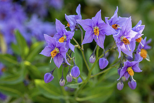 Delicate Wall Art featuring the photograph Potato Tree In Flower by Shirley Mitchell
