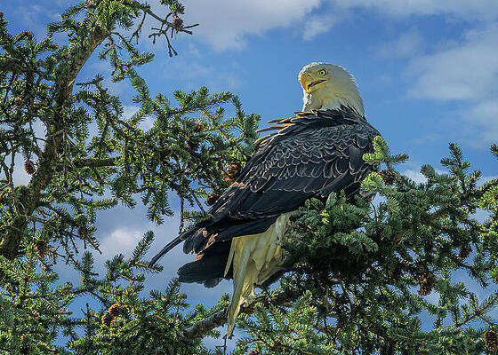 Wildlife Photograph - Powerful Perch by Maryanne Keeling
