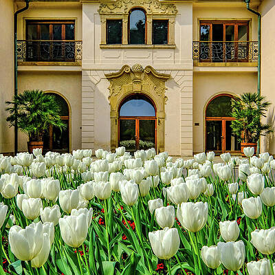 Elegant Mansion with Tulip Garden Photograph