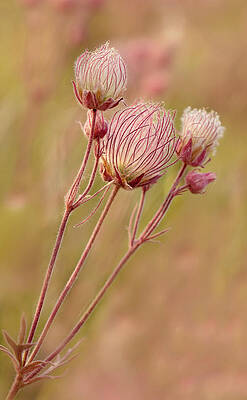 Delicate Photograph - Praire Smoke by Mary Jo Allen