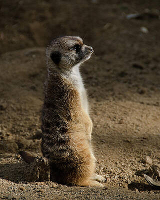 Animal Wall Art featuring the photograph Prairie Dog by Matt Halvorson