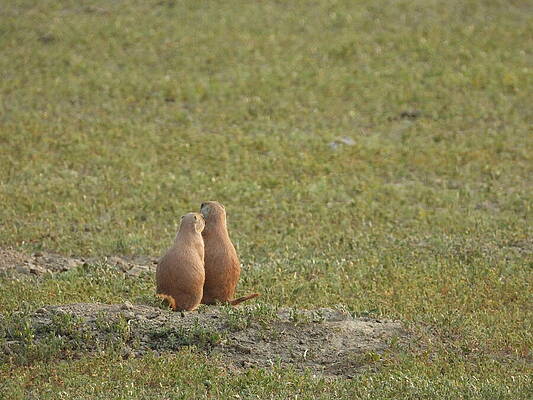 Theodore Roosevelt National Park Photograph - Prairie Dogs by Amanda R Wright