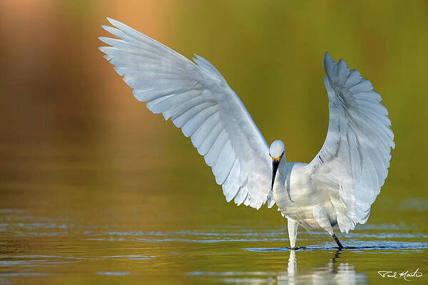 Arizona Photograph - Pre-dawn Hunting. by Paul Martin
