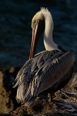 Florida Photograph - Preening Brown Pelican by RD Allen