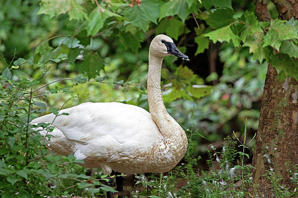 Wall Art featuring the photograph Preening Section by Gina Fitzhugh