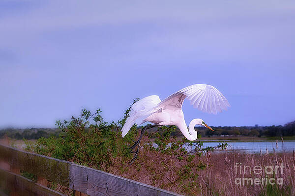 Fl Wall Art featuring the photograph Presence Of Grace by Mary Lou Chmura