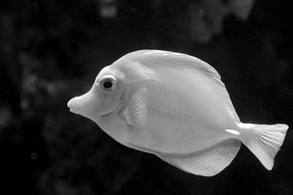 Black And White Photograph - Prestige by Gina Cinardo